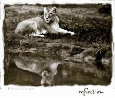 Reflection