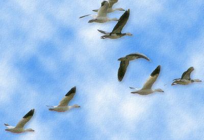 Snow Geese