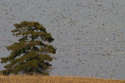 Snow Geese