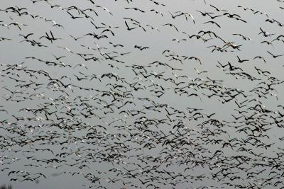 Snow Geese