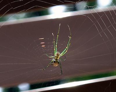 Green Spider