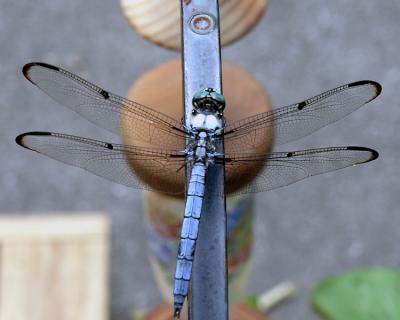 Dragonflies, Damselflies, Crane Flys and Robberflies