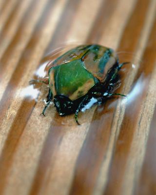 Beetle in Water