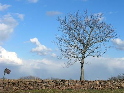 wMartinsburg Tree1 Orig.jpg