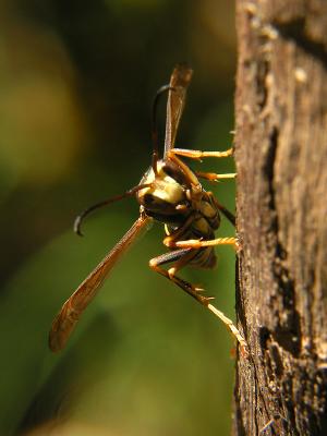 wWasp on Wood3.jpg