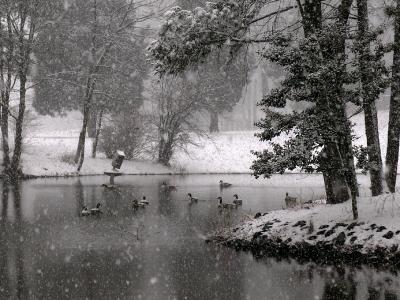 wGeese on snowy pond.jpg