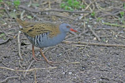 u40/bmcgeough/medium/39380554.NewFolder2waterrail.jpg