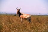 Cokes Hartebeest (aka Kongoni), Nairobi National Park