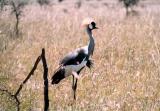 Grey Crowned Crane