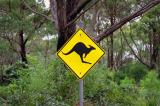 Kangaroo Crossing, NSW