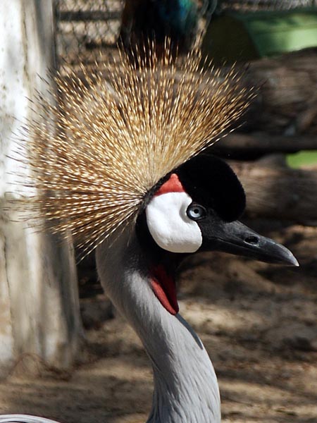 Crested Crane, Dubai Zoo