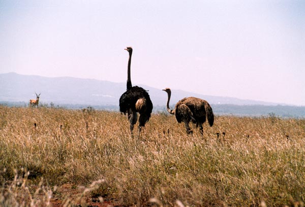 Ostriches with young, Nairobi National Park