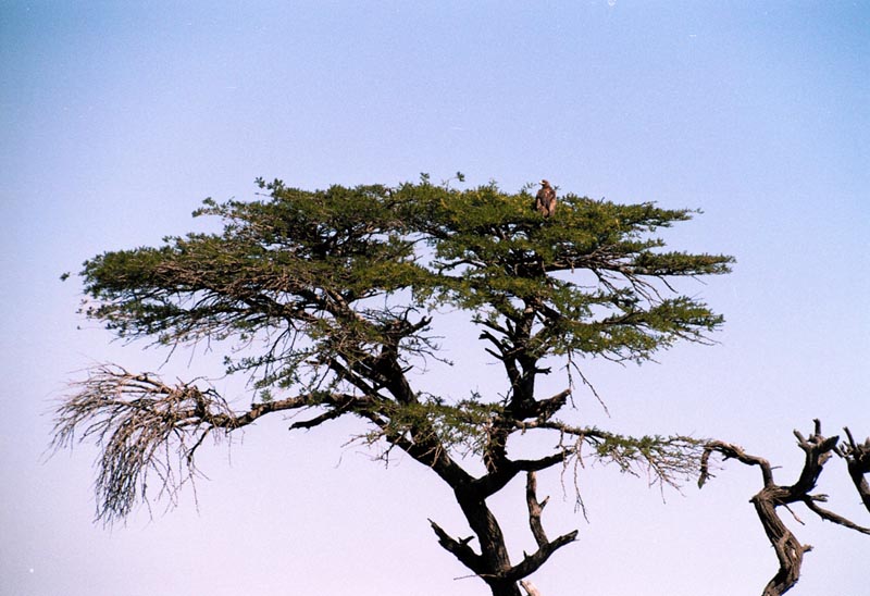 Eagle Roosting in a tree