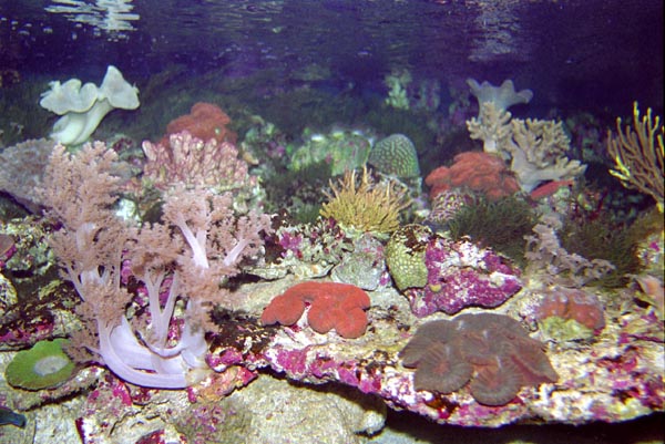 Sydney Aquarium - Great Barrier Reef