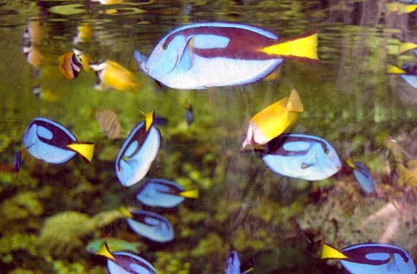 Sydney Aquarium