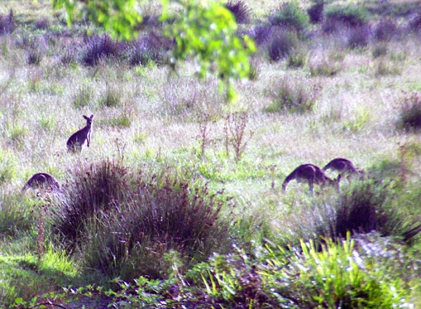 Our first wild kangaroos, NSW