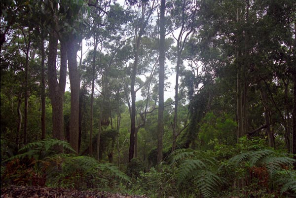 Coastal rain forest near Bateman's Bay, NSW
