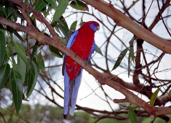 We came to Murramarang to see the kangaroos, but the birds were better!