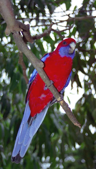 Crimson Rosella