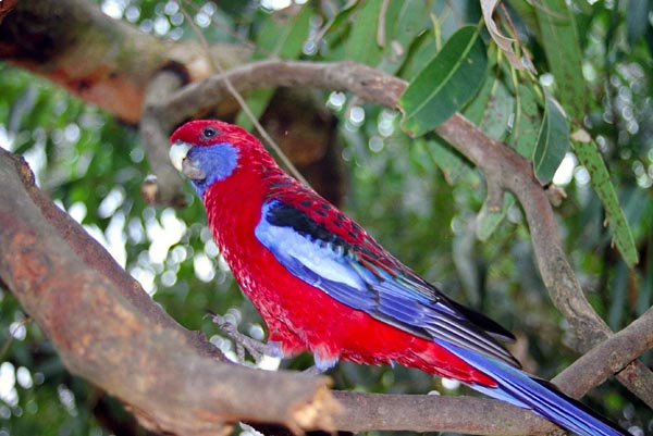 Crimson Rosella, Murramarang National Park