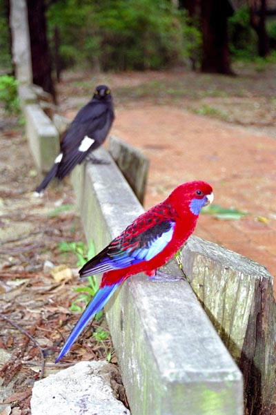 Nasty black bird and pretty red bird