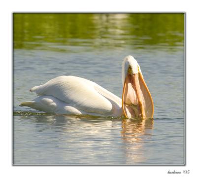 white_pelican_fishing_for_lunch