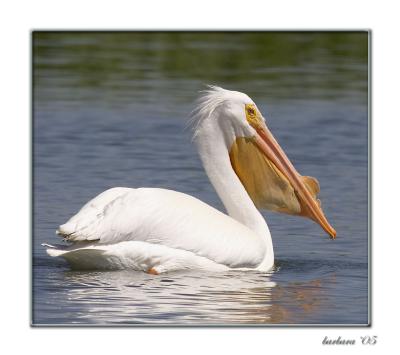 u40/bobbie2/medium/40598694.HeystopwigglingfishieIM.jpg