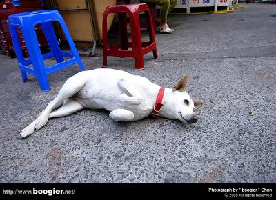 u40/boogier/medium/40152579.DSC_6156.jpg