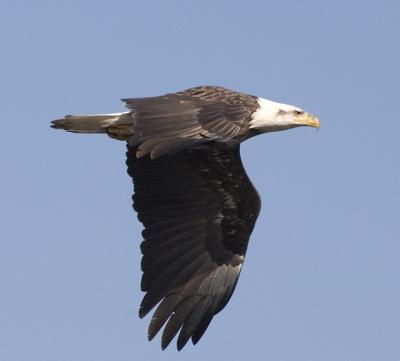 Bald Eagle 2.jpg