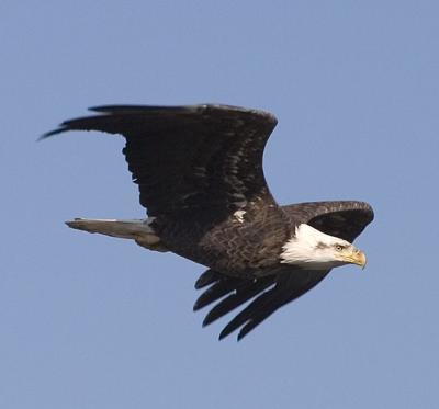 Bald Eagle.jpg