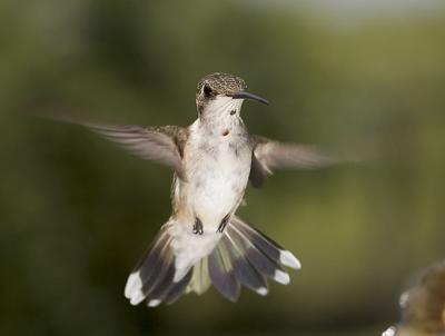 Imm  Male Ruby Hummer 2.jpg