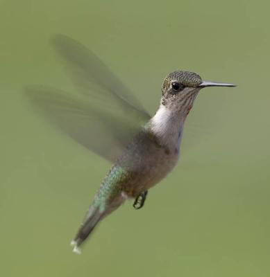 Immature Ruby Throat Hummer.jpg
