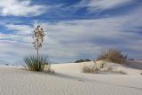 Yucca White Sands