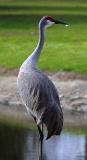 Sandhill Crane Portrait.jpg