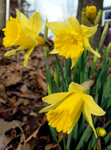 Look what was in my yard today!    2-22-04