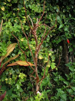 cool plant!