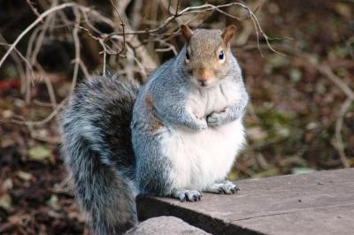 squirrel