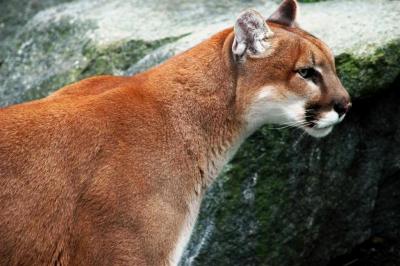 cougar portrait