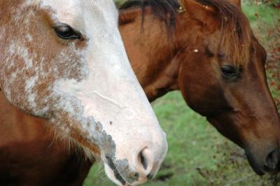 horses