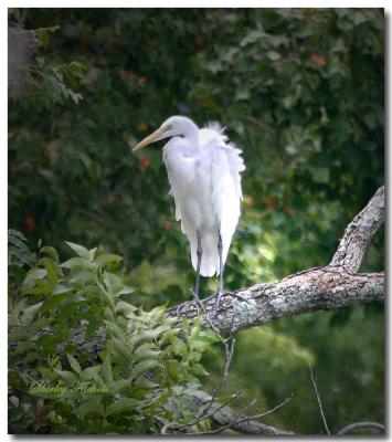 Great egretin tree-2.jpg