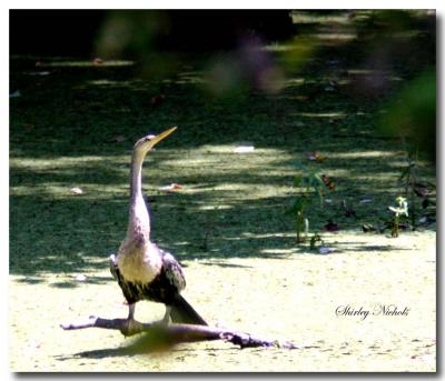 Anhinga 8-15.jpg