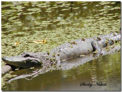 Louisiana Ally-gator-8-15.jpg
