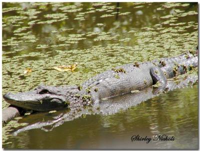 u40/braveart/medium/32606500.LouisianaAllygator815.jpg