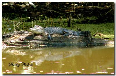 Louisiana Ally-gator-2.jpg