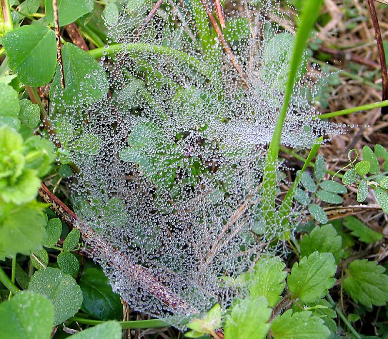 Dew on Web