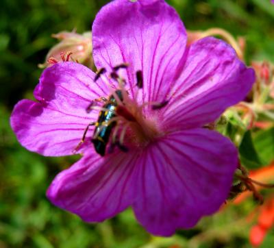 Bug-on-Flower.jpg