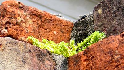 Ferns-Grow-Anywhere.jpg