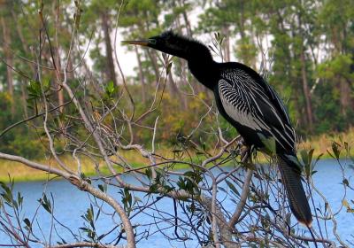 Anhinga...