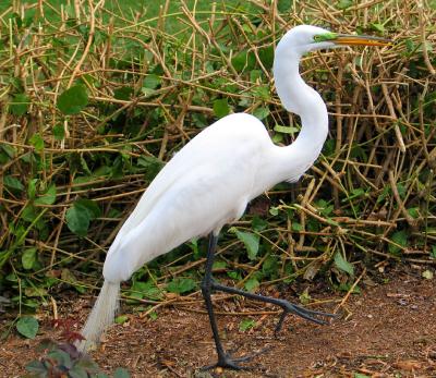 Egret