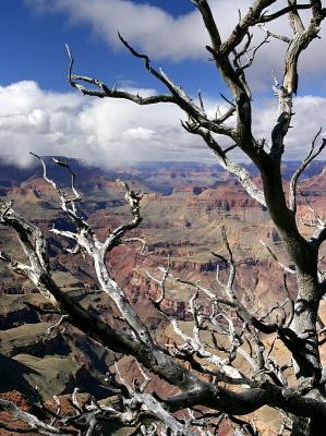 Dead Tree, Grand Canyon
